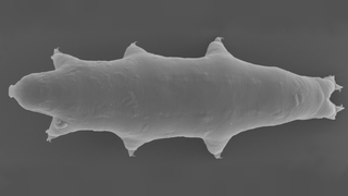 Illustration for the article titled The newly discovered glowing tardigrade is strangely resistant to lethal doses of UV radiation